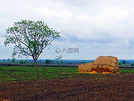 黑,棉花,土壤