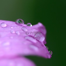 花,拖放,水