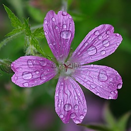 花,拖放,水