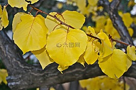 秋,黃色,葉子