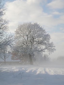冬天,樹(shù),雪