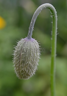 罌粟芽,特寫,野生花卉