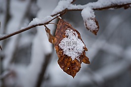 冬天,雪,葉子