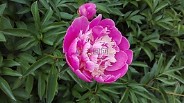 花,紫色的花朵,牡丹
