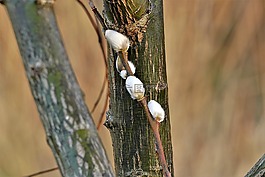 棕櫚小貓,褪色柳,小貓