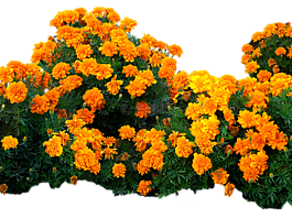 鮮花,黃色,光明