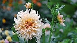 花,自然,植物區(qū)系