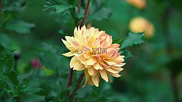 自然,花,植物區(qū)系