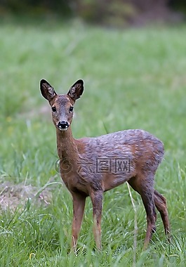 鹿肉,smaldjur,山羊