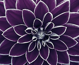 背景图像,花,紫