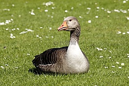 鵝,鳥嘴,橙色