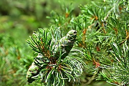 杉木,tannenzweig,松球果