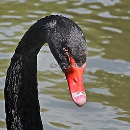 黑天鵝,鳥(niǎo),動(dòng)物