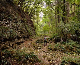 游覽,林,val borago