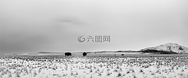 霧,冬天,自然