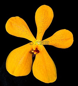 蘭花,花,開(kāi)花