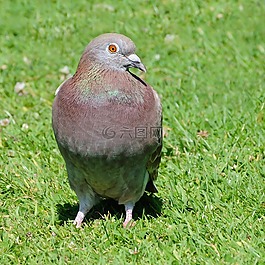 鴿子,鳥(niǎo),動(dòng)物