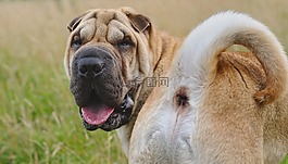 狗,沙皮,動(dòng)物