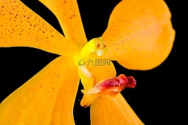 蘭花,花,開花