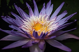 睡蓮,開(kāi)花,池塘植物