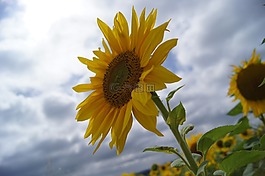 太陽花,夏季,花