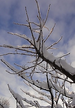 樹,冬季,雪