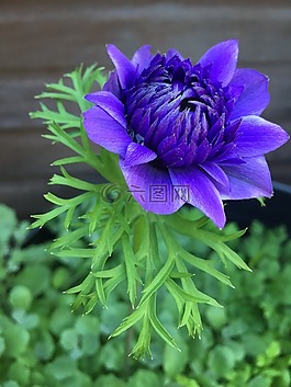 花,大麗花,藍(lán)色