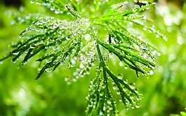 早上,宏攝影,植物