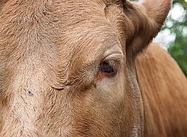 牛,牛肉,牲畜