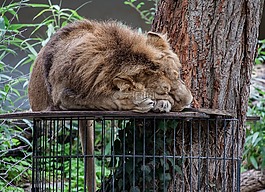 獅子,捕食,動(dòng)物園