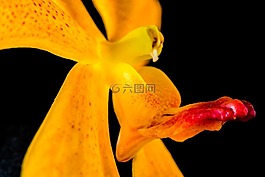 蘭花,花,開花