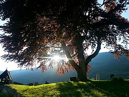 公墓,墓地,格雷夫斯