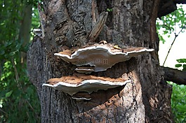 樹(shù)菌,baumschwamm,樹(shù)