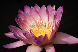睡蓮,開(kāi)花,池塘植物
