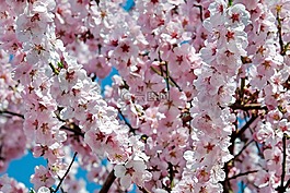 日本櫻花樹,鮮花,粉紅色