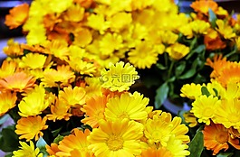 萬壽菊,鮮花,盛開
