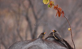牛,鳥,自然