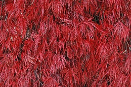 紅色,勃艮第,黑奴后代