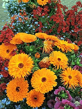 鮮花,性質(zhì),顏色