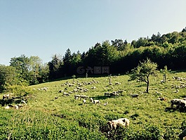 羊,字段,草地