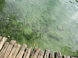 魚,湖,水