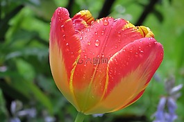 春天,郁金香,花園