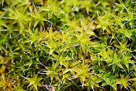 綠色,moss,春天
