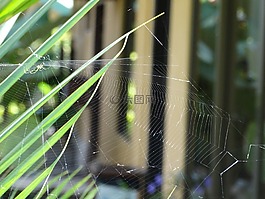 蜘蛛,web,自然