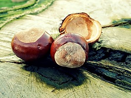 板栗,秋季,樹