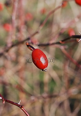 冬季,紅色,玫瑰果