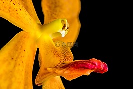 蘭花,花,開花