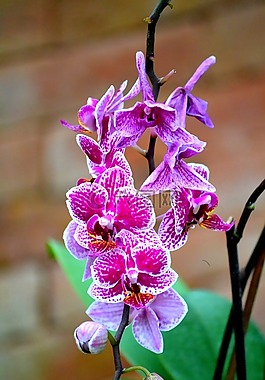 蘭花,花,開花