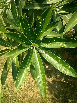 植物,葉子,綠色