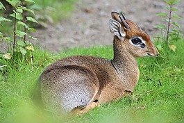 動物,小,動物園